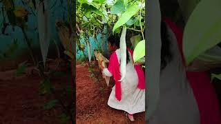 மூன்று நாட்களுக்கு பிறகு farm க்கு போயாச்சுMaadithottamSachu [upl. by Anirbus]