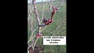 greffe abricotier prunus Février [upl. by Anaahs]