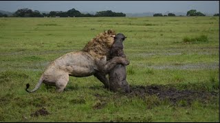 Lion Digs Up a Warthog [upl. by Lrak]