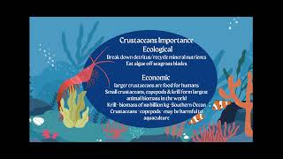 AICE Marine Science Topic 4 Understanding Echinoderms and Crustaceans [upl. by Aramoy]