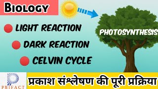 Photosynthesisप्रकाश संश्लेषण Calvin Cycleकेल्विन चक्र Light and Dark reaction Biology class 12 [upl. by Alaster]