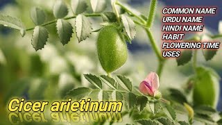 Cicer arietinum  Hindi  Urdu Name  Habit Medicinal Importance [upl. by Anilad]