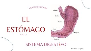 El estómago  Sistema digestivo  Histología de Ross [upl. by Sirromaj33]