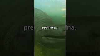 Prehistoric Amphibians of China adventure prehistoric china amphibian [upl. by Kamp228]