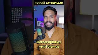 इच्छाधारी Caterpillar  Hemeroplanes triptolemus short shorts ytshorts [upl. by Aikahc]