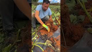 এই লোকটা সূর্যমুখী ফুলগুলো এভাবে খাচ্ছে কেন  ফুল নয় ফুলের মত দেখতে মাটির তলাতে আসল জিনিস soil [upl. by Lehet]