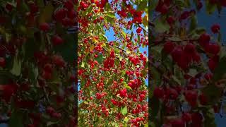 Beautiful crabapple fruit in USA Amazing natureshortvideo naturephotographynatureloversnature [upl. by Wolsky816]