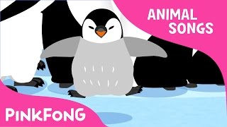 Waddle Emperor Penguin  Penguin  Animal Songs  Pinkfong Songs for Children [upl. by Izmar]