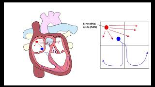 Cardiac cycle and ECG interpretation OCR A ALevel Biology Revision  Module 3 Transport in Animals [upl. by Alimat]