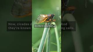 Rare Double Brood of Cicadas Expected to Hatch in the US [upl. by Reina]