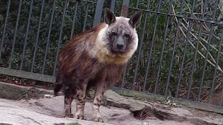 Braune Hyäne  Afrikanische Elefanten  Tiger  Schwarzer Panther  Tierpark Berlin Friedrichsfeld [upl. by Niletak]