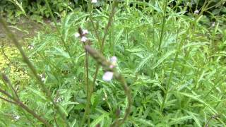 Blühendes Eisenkraut Verbena officinalis Botanischer Garten Linz Austria [upl. by Yrrot294]