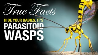 True Facts Parasitoid Wasps [upl. by Dolora]