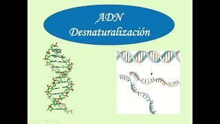 6 Tema 1 Teórico Desnaturalización y Renaturalización del ADN Genética 2030 [upl. by Eckblad409]