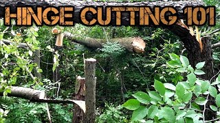 Deer Habitat Improvement Tips  The Basics of Hinge Cutting [upl. by Rapp253]