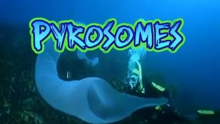 Pyrosome Facts [upl. by Adneram]