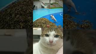 HILARIOUS Video on BOGS😭😂🤯You WONT Believe What Happens🤦‍♂️😂Funnyfunnymemesshortsfeedbackcat [upl. by Oidgime]