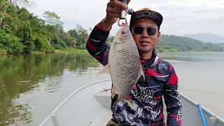 TARIKAN PADU IKAN SUNGAI PERAK  MANCING KELABAU UMPAN BUAH SAWIT [upl. by Ahsiri409]