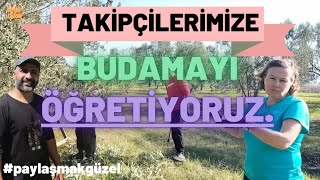 15 Yaş Trilye Zeytin BudamasıZeytin BudamaGemlik Zeytin Nasıl Budanır [upl. by Gauthier]