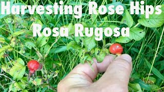 Harvesting Rose Hips Rosa Rugosa [upl. by Nuawd]