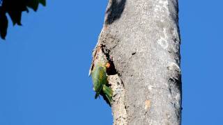 Bluenaped Parrot Philippine endemic Bird [upl. by Mariquilla]