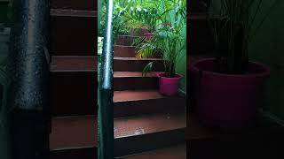 gardeningtips live Chennaila nalla malzhai [upl. by Joanie774]