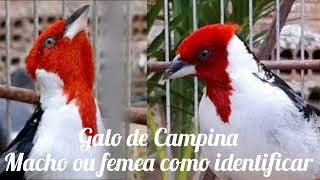 galo de Campina macho ou femea como identificar comportamento só o macho tem [upl. by Lazor]