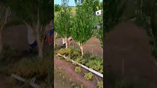 fpv drone argentina djiargentina dji djimini4pro countryside sheep [upl. by Rodina]