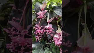 Medinilla magnifica 宝莲花 [upl. by Yecaj]