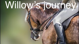 Willows riding journey from unbroken horse to HOYS qualifier shows  Karen badrick  horse vlog [upl. by Phelan]