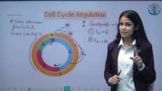 L  3  CELL Cycle and Cell Division  Class 11  UP Board  CBSE  NCERT  Phyzital Classes [upl. by Ursas454]