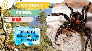 Web Mastery The Deadly Funnel Spider [upl. by Bambie677]