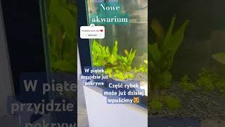 NOWE AKWARIUM😻 akwarium akwarystyka aquarium fishes [upl. by Anamuj]