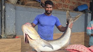 MELUGU FISH CUTTING ONLY 100KG 3FISH MFK [upl. by Shea]