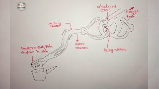 How to Draw Reflex Arc  Reflex Arc Diagram  Structure of Reflex Arc in Very Simple Way [upl. by Ylreveb]