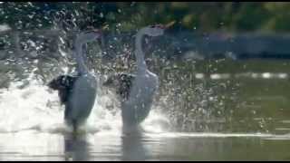 Dancing Love Ducks Grebes  Most Beautiful Dance by Birds [upl. by Akemihs]