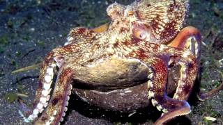 Octopus Tool Use The Worlds Smartest Invertebrate [upl. by Gapin684]