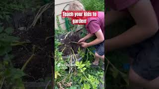 From Seed to Spud Teaching Kids the Joy of Gardening 🌱🥔 Our 6 Month Potato Journey shorts aba [upl. by Anadal497]