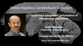 Robi Soetedjo Closedloop optogenetic perturbation of the macaque cerebellum [upl. by Kachine]