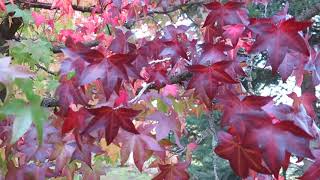 Liquidambar styraciflua ambroň západní [upl. by Maritsa]