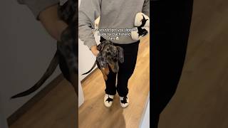 I thought I got a Dachshund but these slippers are so cute🥹🐾 dachshund slippers gift [upl. by Ronny110]