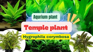 Temple plant aquarium plant hygrophila corymbosa aquariumplants aquariumplant plantedaquarium [upl. by Oremodlab227]