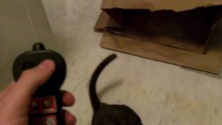 Girlfriend Scared With Fake Rat [upl. by Arno980]