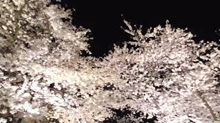 弘前さくらまつり 日本一太いソメイヨシノ 夜【青森県・弘前市】 20240422 Hirosaki Cherry Blossom Festival [upl. by Eardnaed]