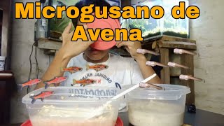 Cómo hacer y reproducir microgusano de Avena [upl. by Ynohta22]