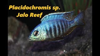 Placidochromis sp Jalo Reef [upl. by Nyladnor]