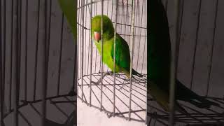 Mummy ak gilas pani de do comedy funny Cute parot viralvideos funnymoment [upl. by Weiner190]