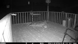 Four fluffy raccoons together on the deck All cracking into some peanuts trailcam 20241127 [upl. by Alanna986]