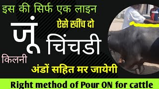 Flumethrin Pour ON how to use for cattle ticks  Bhains Gay ki Juon ka ilaaj Ramawat [upl. by Politi]