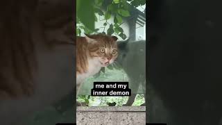 My Demons 😻😾 catsofinstagram funnycats funnycatsvideo funnyvideos viralcats catsoftiktok fy [upl. by Toomay857]